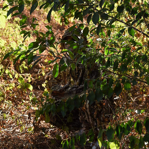 Bionic Camo Outdoor Ghillie Concealment Set —— Tree Camo 1.0