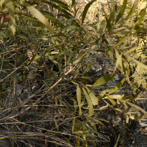 Bionic Camo Outdoor Ghillie Concealment Set —— Tree Camo 2.0